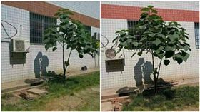 情人節,白色情人節,爆料公社,樹木,陽光,倒影,影子／爆廢公社