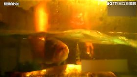 俏江南廚房黑幕曝光 死魚當活魚煮。（圖／翻攝自秒拍）
