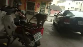 獼猴險私闖平地民宅　作勢攻擊女學生