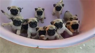 影／一整盆的屁孩　給你滿滿的小巴哥