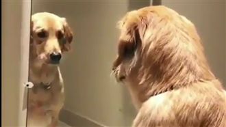 傻黃金照鏡子吠：尼怎麼都不理倫家！