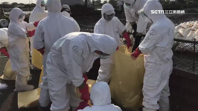 寒流襲禽流感搗亂　三鴨場撲殺5千隻