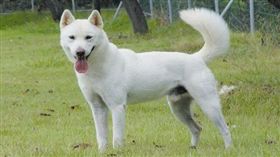 珍島犬／韓國觀光公社