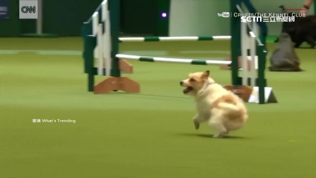 萌犬從頭摔到尾　競技秀「摔」成巨星