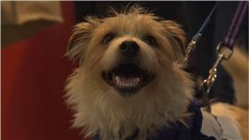 毛小孩,狗狗,英國克魯福茲狗展,狗展,英國,傑克羅素梗犬　圖／翻攝自YouTube