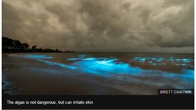 澳洲藍眼淚(圖/翻攝自BBC)