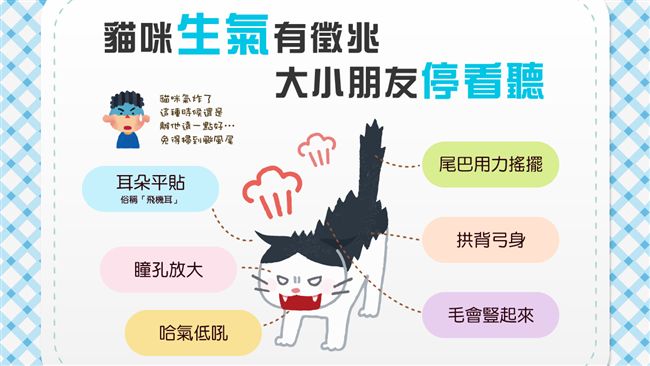 小心踩到主子的地雷！貓咪生氣6徵兆