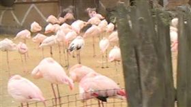 ▲美國男童虐死一隻紅鶴還無悔意。（圖／翻攝自《Mirror》）
http://www.mirror.co.uk/news/world-news/gang-kids-kick-flamingo-death-10025926