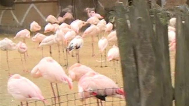 美3男孩踢死紅鶴　犯下暴行毫不後悔