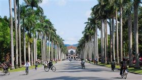 台大、台灣大學、校園,椰林大道（圖／翻攝自國立臺灣大學臉書）