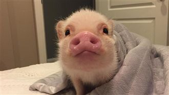 粉紅小豬聽到召喚　本尊一秒現身！