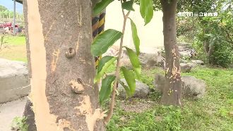 農舍樹皮頻遭抓毀　居民驚：可能是熊