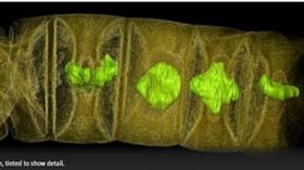 地球最老植物16億年前紅藻化石　圖／翻攝自《印度人報》