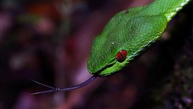 台灣六大毒蛇/名家