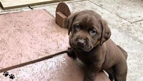 狗,吃,萌,寵物,愛上毛們,毛孩
(圖片來源:ig@labradors4life)