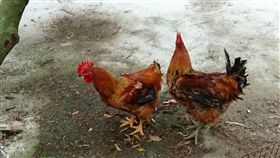 別怕禽流感 養雞協會教烹煮（1）
禽流感疫情讓民眾對雞、鴨、鵝等食材有疑慮，但其實
只要購買經合格檢驗的土畜產品，並以正確方式烹煮，
民眾絕對能夠安心食用。
（蘇永勝提供）
中央社記者魯鋼駿傳真 106年3月16日