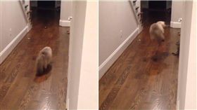 喵星人,貓,毛小孩,喵皇,轉角,驚嚇,boo.the.himalayan,Instagram　圖／翻攝自IG