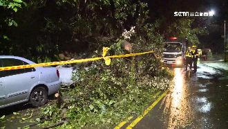 連日大雨土石鬆動　路樹倒塌壓2車