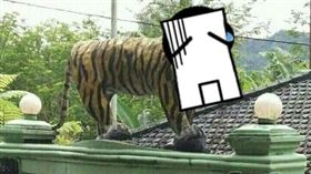 老虎,營區,吉祥物