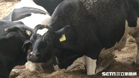 味全牧場、頂新、林鳳營、乳牛、牛奶、牛乳、鮮奶、牛

