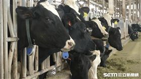 味全牧場、頂新、林鳳營、乳牛、牛奶、牛乳、鮮奶、牛

