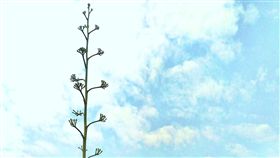 龍舌蘭開花　北市工務局水利處提供