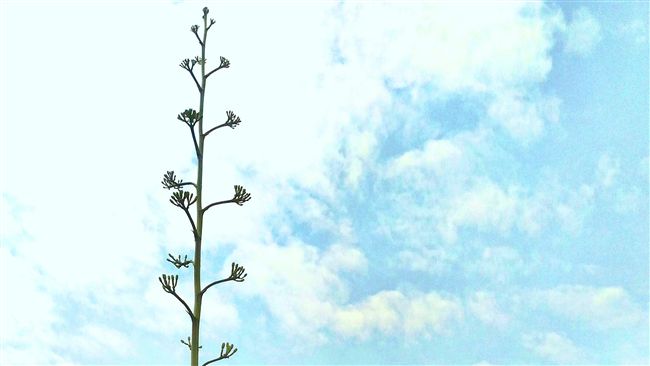 這種花開了！　工務局：錯過再等N年