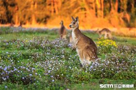 澳洲,旅遊,袋鼠（圖／booking.com提供）