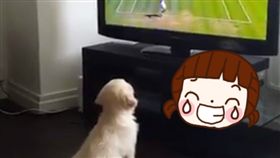 汪星人,狗,寵物,電視,網球比賽,電視,兒童,眼睛　圖／臉書影片https://goo.gl/yYfljb