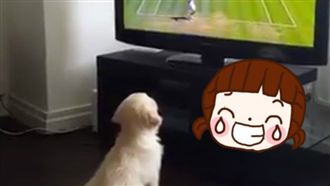 汪星人愛看電視！入迷到起身想接球