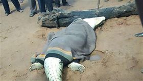  巨鱷,非洲,辛巴威,水壩,管理員,男童,穆席比塘,爬行,解剖,上漲,鱷魚,槍　圖／翻攝自Youtube影片https://goo.gl/S4Pvqd