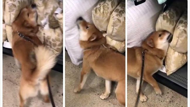 Q萌柴犬！竟然「這樣」幫主人試枕頭