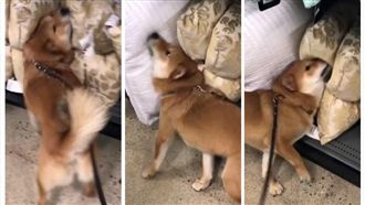 Q萌柴犬！竟然「這樣」幫主人試枕頭