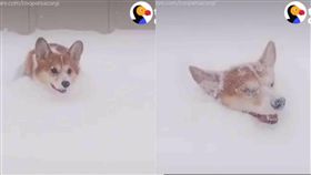 柯基犬Cooper在雪地裡開心玩耍。（合成圖／翻攝自The dodo臉書）