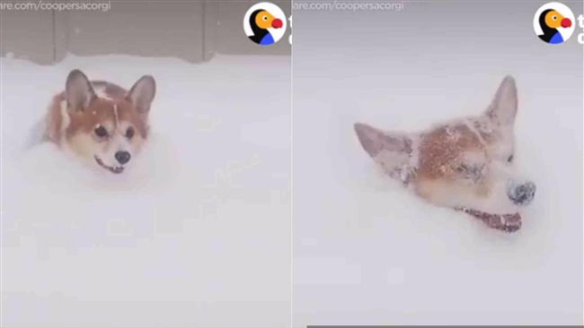 柯基深入雪地游泳　一路狂跳超興奮