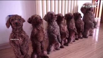 汪星人陸「站」隊！站哨齊步樣樣通