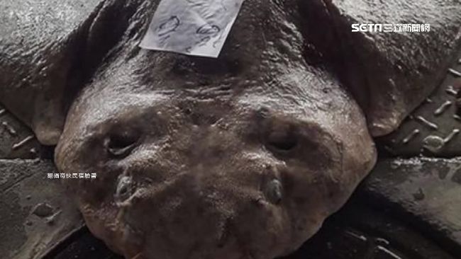 台東漁港捕獲醜怪魚　網友驚：佛地魔