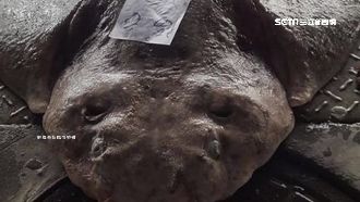 台東漁港捕獲醜怪魚　網友驚：佛地魔