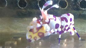 海水蝦,白襪蝦,顏色,魚,蝦,水族箱
圖／中央社
