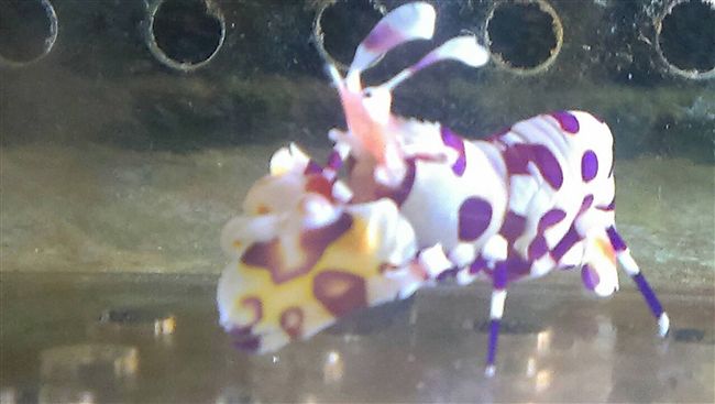 混養不怕魚吃蝦　但這個時間點要注意