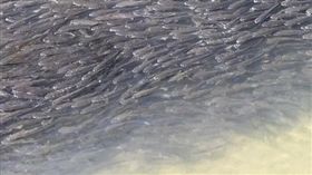 地震,動物,異相,地震雲,魚帆楼@Michael,水渠,預測,北海道　圖／翻攝自魚帆楼@Michael推特https://goo.gl/uP4MIs