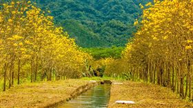 花蓮旅遊,黃花風鈴木,黃金風鈴木,賞花。（圖／翻攝自花東縱谷國家風景區FB粉絲頁）