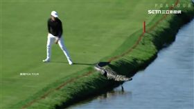 高球場,高爾夫球,揮桿,鱷魚,球員,爆紅