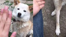 柴柴擺出三七步的姿勢。（合成圖／翻攝自推特帳號：l_rock1014）