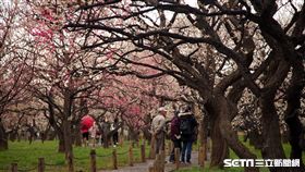 日本茨城縣,旅遊,梅花,偕樂園,筑波山梅林,賞花。（圖／記者簡佑庭攝）