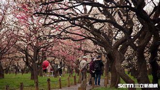 梅花櫻花分不清！三千顆粉紅梅樹齊放