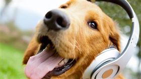 寵物滔客(圖片版權屬於滔客線上雜誌)