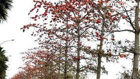 木棉花熱力大爆發  台南五大必遊木棉花道（圖／台南市觀光局）