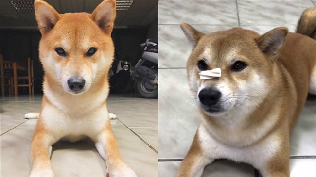 柴犬習得新技能　秒殺食物快到沒殘影