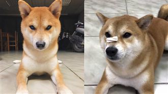 柴犬習得新技能　秒殺食物快到沒殘影